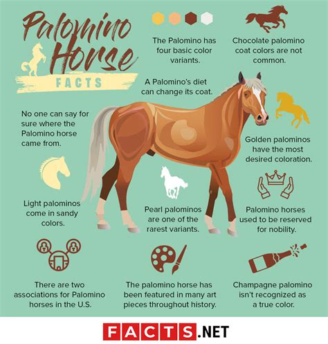 palomino|21 Palomino Horse Facts with Tons of Pictures!